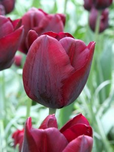 Tulipa Triumph Ronaldo